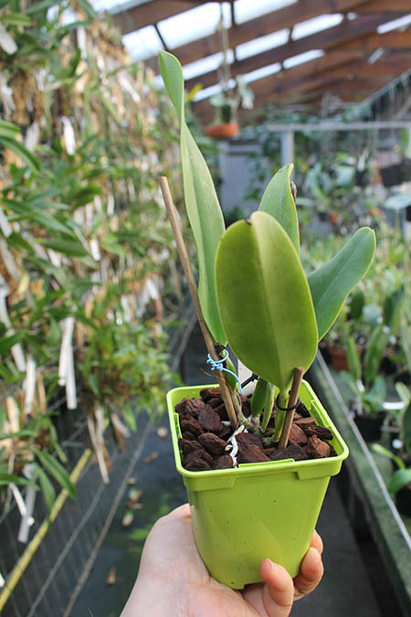 Cattleya dowiana.jpg