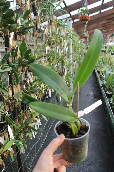 Cattleya warneri concolor 'Vento Sul' x warneri concolor 'Junior'.jpg