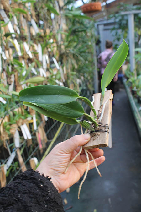 Cattleya warneri venosa suave 'Vento Sul' x SELF.jpg