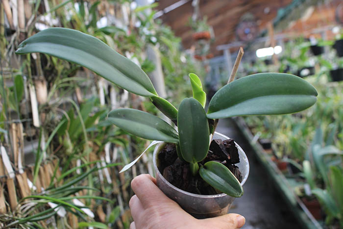 Cattleya warneri concolor 'Bonificacao' x SELF.jpg