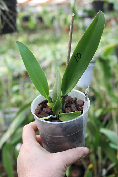 Cattleya dowiana (Hui Yun).jpg