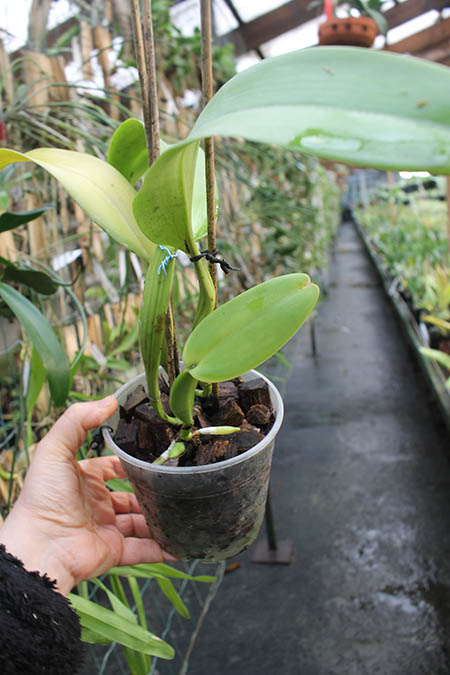 Cattleya warneri concolor 'HI' x Cattleya warneri venosa suave.jpg