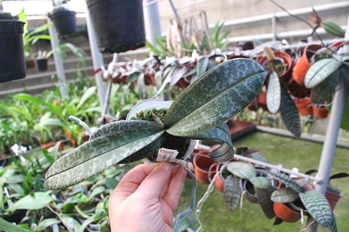 Phalaenopsis schilleriana F535 'Dark Pink Dream'.jpg