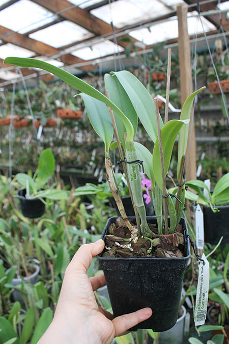 Cattleya lueddemanniana rubra 'Dark Giant' x self.jpg