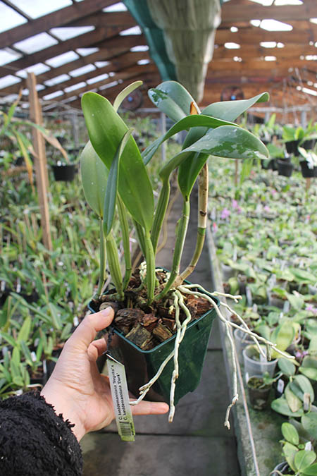 Cattleya lueddemanniana 'Negrita' x Cattleya lueddemanniana 'Dark'.jpg