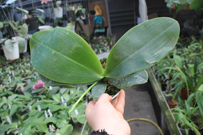 Phalaenopsis Zheng Min Anaconda 'Yaphon'.jpg