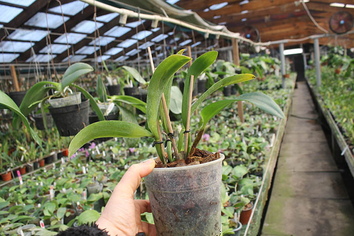 Sophrocattleya Ann Komine 'Breathless'.jpg