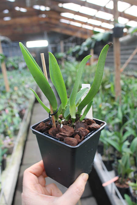 Cattleya Sonia Altenburg.jpg