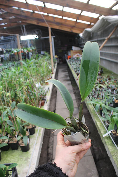 Laeliocattleya Dinard 'Blue Heaven'.jpg