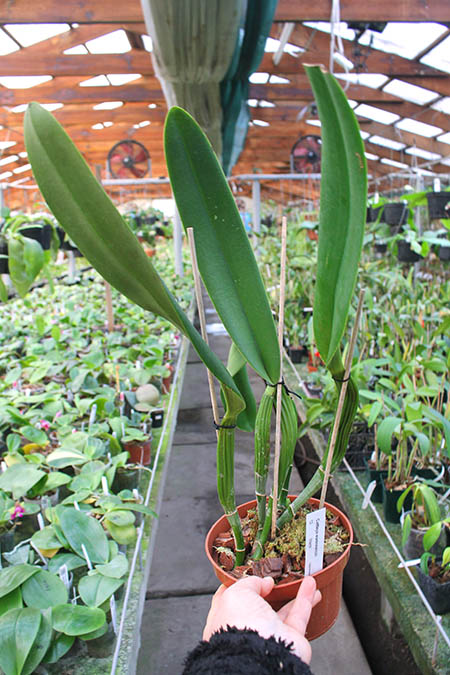 Cattleya warscewiczii.jpg