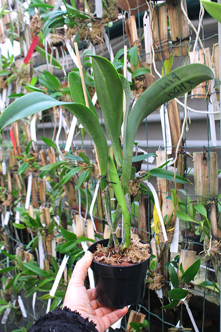 Rhyncholaeliocattleya Amazing Thailand 'Gold Star'.jpg