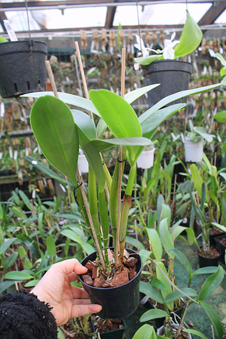 Cattleya bowringiana suave 'Tower Grove' x labiata alba 'HI'.jpg