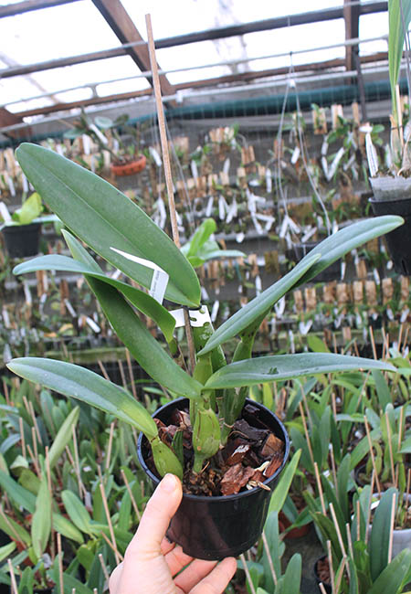 Cattleya percivaliana tipo select XXX x 'Summit - Mutante'.jpg