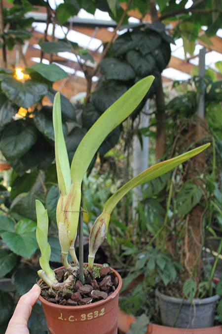 Laelia lobata concolor.jpg