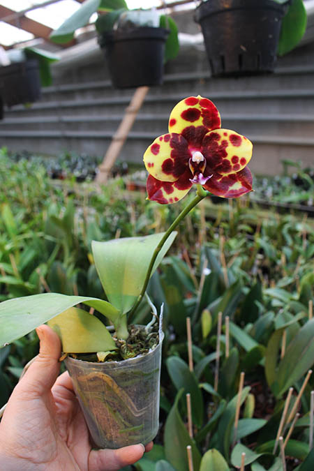 Phalaenopsis Diamond Beauty '1202' x Ld's Bear King 'YK7'.jpg
