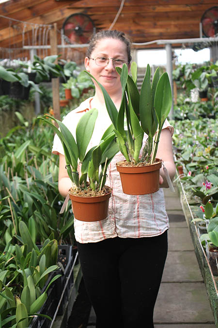 Rhyncholaeliocattleya Kawnprapa.jpg