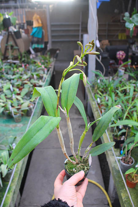 Epicatanthe Volcano Trick 'Volcano Queen'.jpg