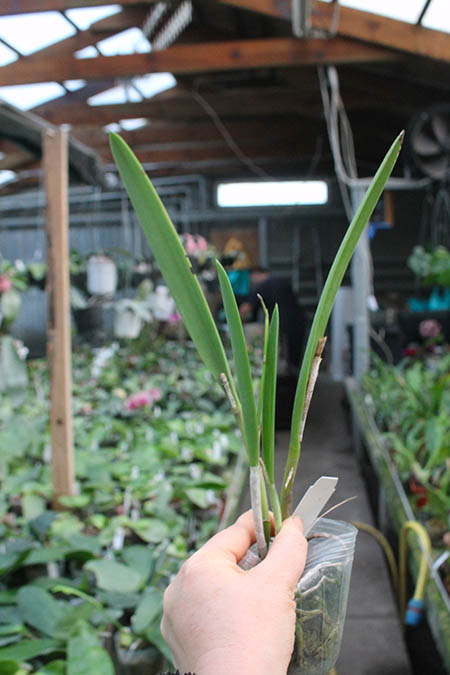 Laeliocattleya Yellow Bird 'Venice'.jpg