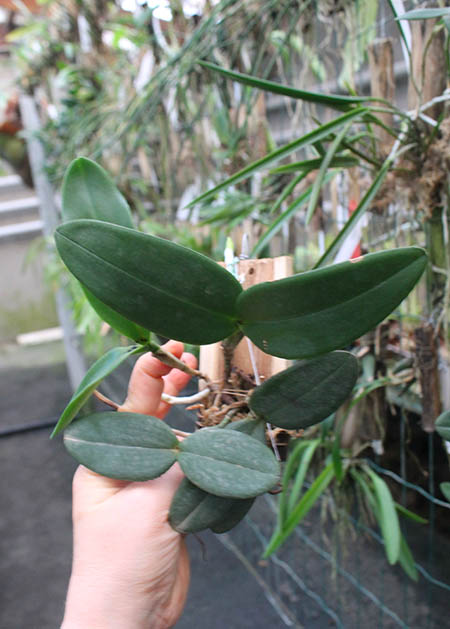 Cattleya schilleriana coerulea Bravim x Caliman.jpg