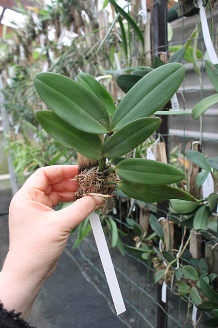 Cattleya schilleriana 'Daniel Endringer' x schilleriana 'Preciosa'.jpg