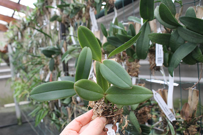 Cattleya schilleriana 'Sublime' x 'Preciosa'.jpg