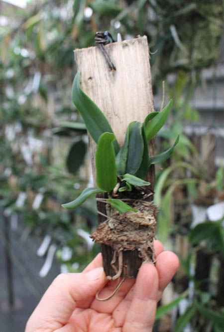 Cattleya lawrenceana coerulea 'Aulisi'.jpg