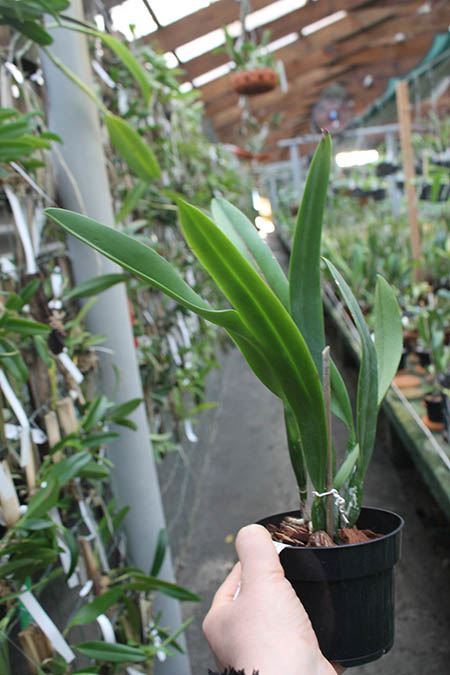 Cattleya mossiae var coerulea x sib ('Dark Lip' x '#123').jpg