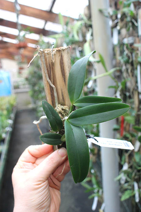 Cattleya aclandiae aurea 'Luiza' x albescens (Caliman).jpg