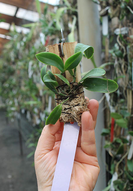 Cattleya aclandiae alba 'Pure Joy' x self.jpg