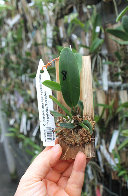 Cattleya percivaliana tipo x percivaliana fma pelorica 'Hercules'.jpg