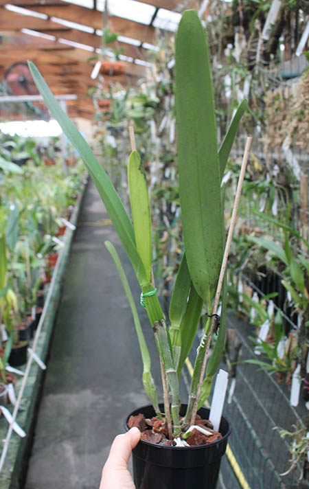 Laelia purpurata var russelliana 'Gracicata'.jpg