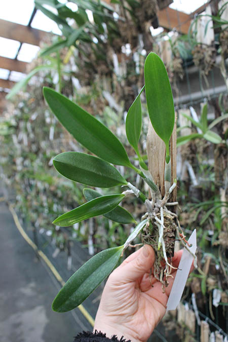 Laelia pumila rubra 'Charme da Morada' x self.jpg