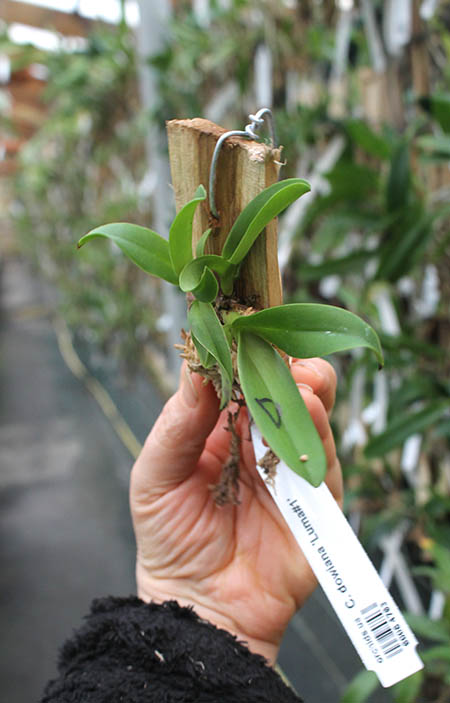 Cattleya dowiana 'Luma#1'.jpg