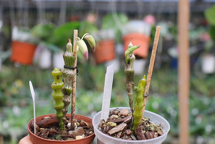 Dendrobium pendulum.jpg