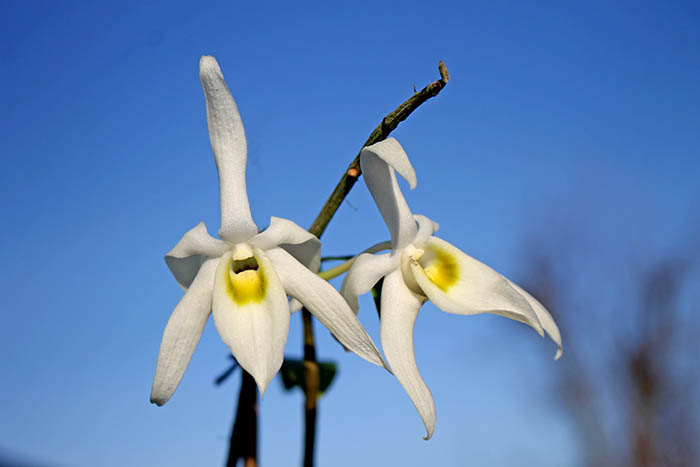 Dendrobium wilsonii.jpg