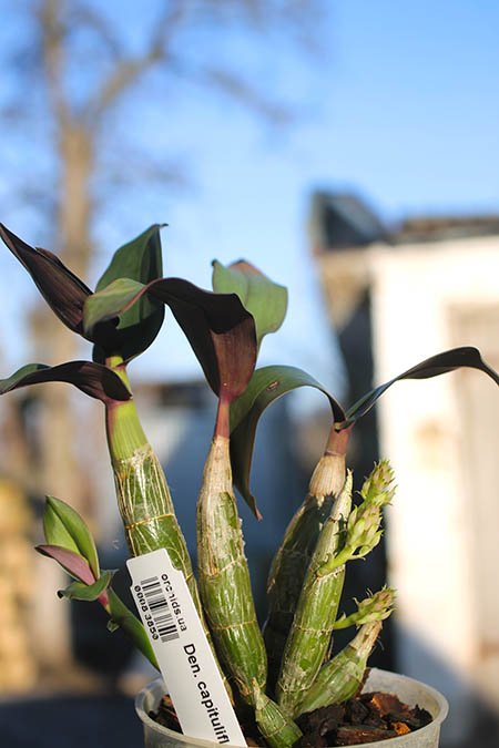 Dendrobium capituliflorum.jpg