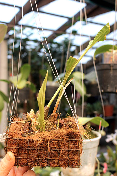 Stanhopea platyceras.jpg