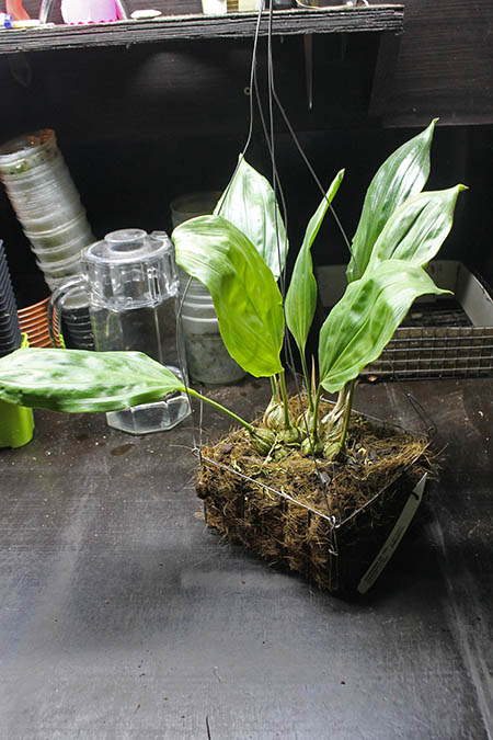 Stanhopea connata.jpg