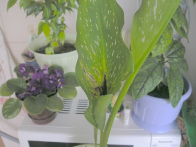 а это окрашенный лист:)