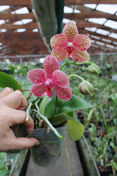 Phalaenopsis Mituo Sun 'Mituo#2' x Ya-Yi Qin.jpg