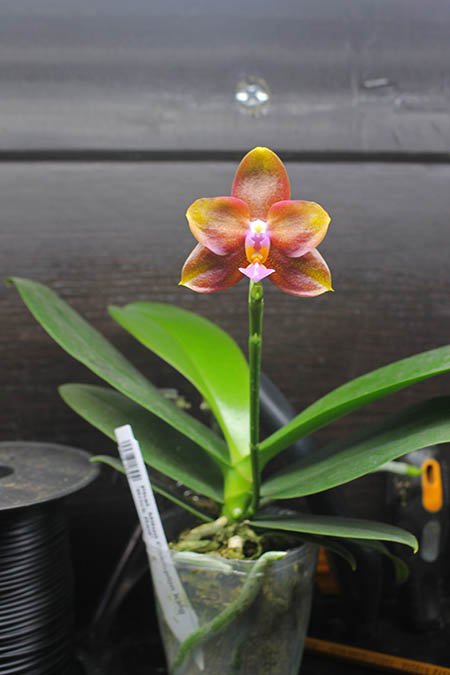 Phalaenopsis Mituo Champion King 'Brick Red'.jpg