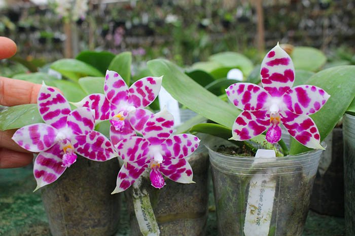 Phalaenopsis KS Super Zebra 'WR‘ (clone).jpg