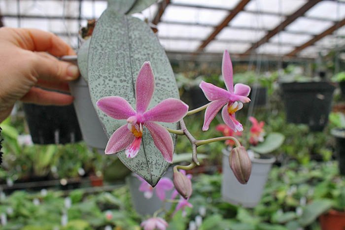 Phalaenopsis schilleriana x mannii black.jpg