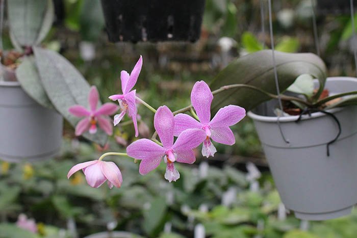 Phalaenopsis schilleriana x mannii black.jpg