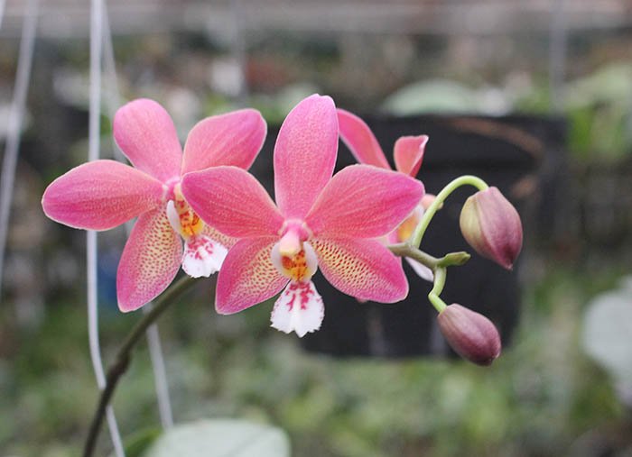 Phalaenopsis schilleriana x mannii black.jpg