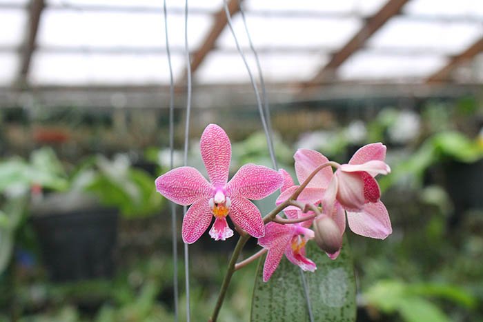 Phalaenopsis schilleriana x mannii black.jpg