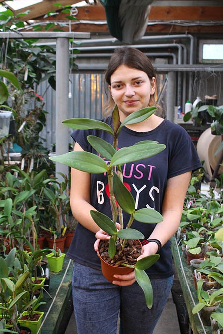 Cattleya Pedra da Gavea.jpg