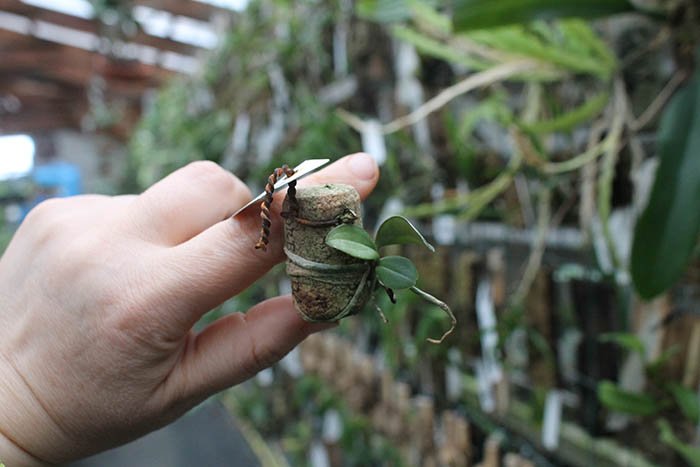Cattleya schilleriana coerulea.jpg