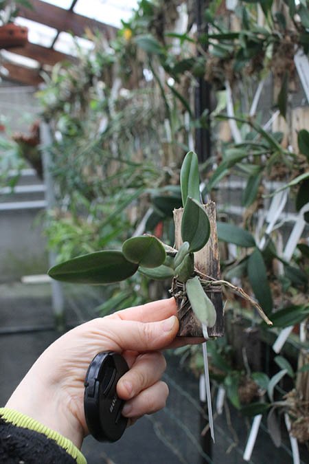 Cattleya schilleriana var sanderiana.jpg
