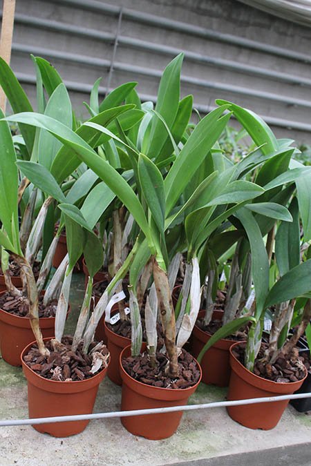 Laeliocattleya Wrigleyi 'Blue Heaven'.jpg